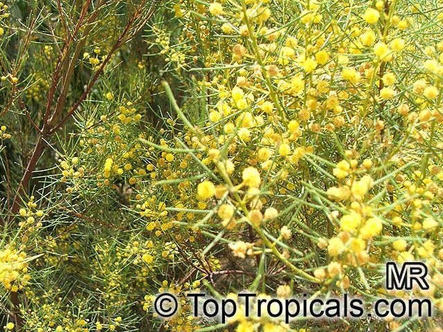 Acacia nematophylla, Acacia