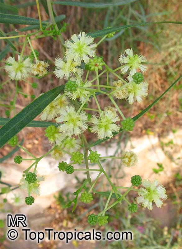 Acacia sp., Prickly Moses, Khair. Acacia salicina