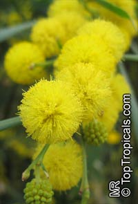 Acacia saligna, Golden Wattle, Long-leaved Wattle, Long-leaved Acacia, Sallow Wattle, Coast Wattle, Golden Rods

Click to see full-size image