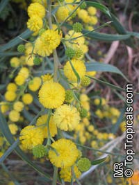 Acacia saligna, Golden Wattle, Long-leaved Wattle, Long-leaved Acacia, Sallow Wattle, Coast Wattle, Golden Rods

Click to see full-size image