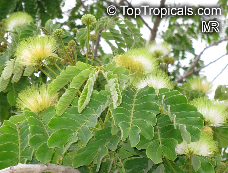 Albizia lebbeck, Mimosa lebbeck, Womans tongue, Siris-tree, Rain tree, East Indian walnut, Kokko, Soros-tree, Raom tree