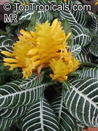 Aphelandra squarrosa, Zebra Plant