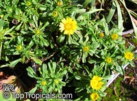 Asteriscus maritimus, Gold Coin, Mediterranean Beach Daisy

Click to see full-size image