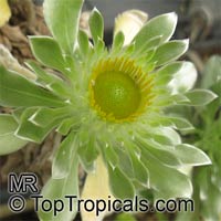Asteriscus sericeus, Nauplius sericeus , Canary Island Daisy

Click to see full-size image