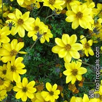 Bidens ferulifolia, Bidens aurea, Apache Beggarticks, Bur Marigold

Click to see full-size image