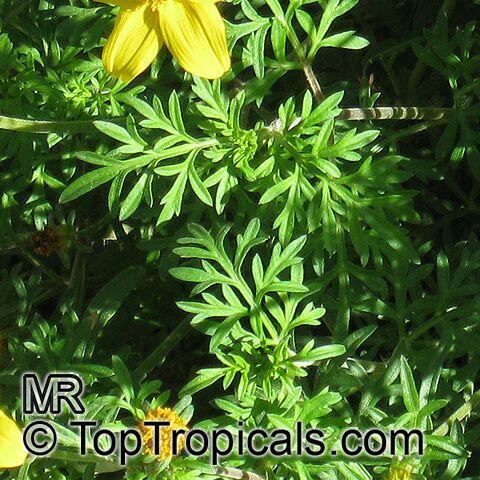 Bidens ferulifolia, Bidens aurea, Apache Beggarticks, Bur Marigold