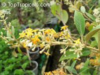 Buddleja madagascariensis, Buddleja nicodemia, Nicodemia madagascariensis, Smoke bush, Yellow Butterfly bush

Click to see full-size image