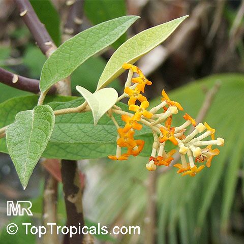Buddleja madagascariensis, Buddleja nicodemia, Nicodemia madagascariensis, Smoke bush, Yellow Butterfly bush