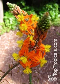 Bulbine frutescens, Bulbine caulescens, Stalked Bulbine, Rankkopieva, Orange African Bulbine

Click to see full-size image
