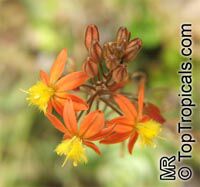 Bulbine frutescens, Bulbine caulescens, Stalked Bulbine, Rankkopieva, Orange African Bulbine

Click to see full-size image