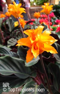 Calathea crocata, Eternal flame

Click to see full-size image