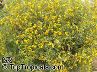 Senna artemisioides subsp. sturtii , Grey Cassia

Click to see full-size image
