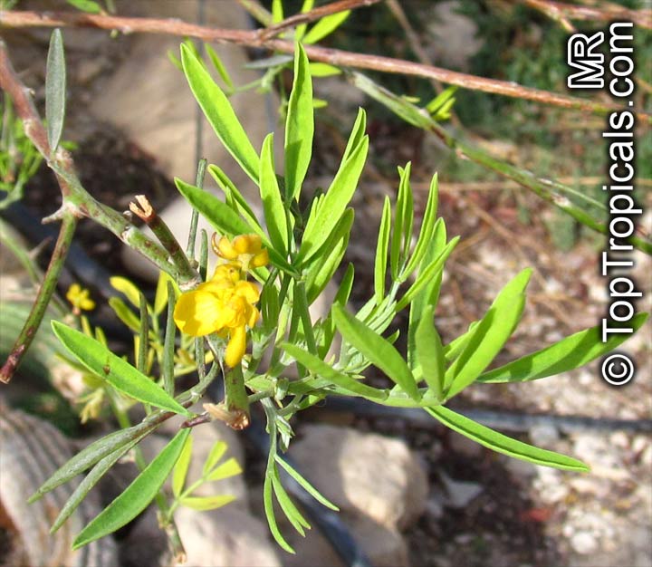Senna artemisioides subsp. sturtii , Grey Cassia