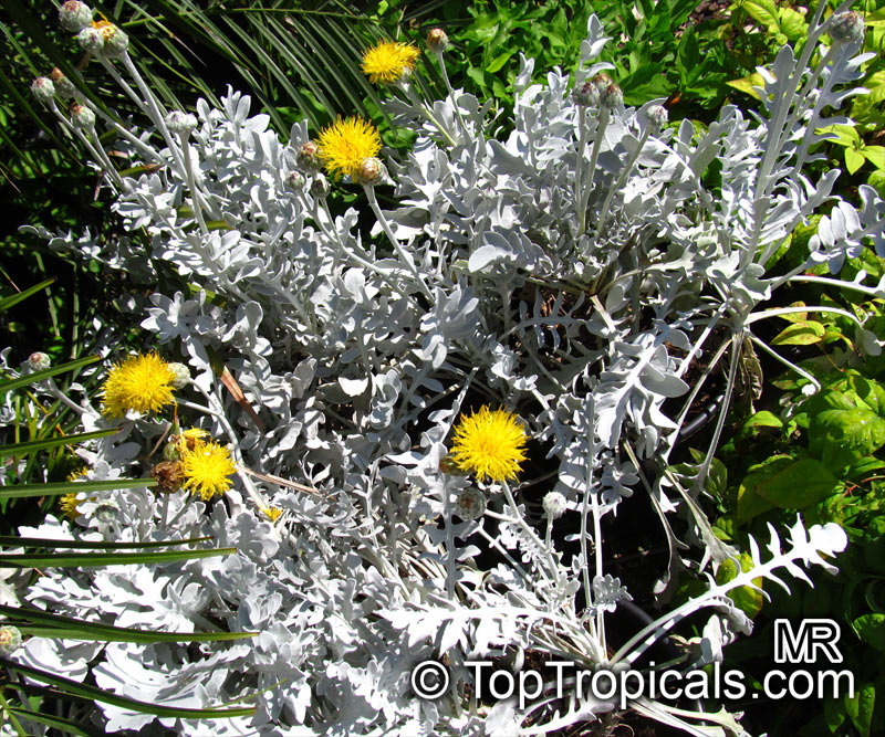 Centaurea sp., Basketflower, Cornflower. Centaurea ragusina