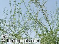 Parkinsonia africana, Palo Verde - seeds

Click to see full-size image