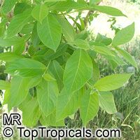 Combretum erythrophyllum, Bush willow

Click to see full-size image