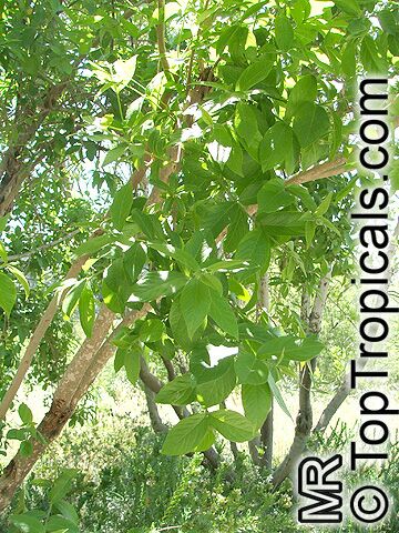 Combretum erythrophyllum, Bush willow