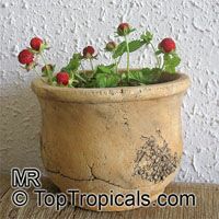 Duchesnea indica, Fragaria indica, Potentilla indica, Indian Strawberry, Mock Strawberry

Click to see full-size image