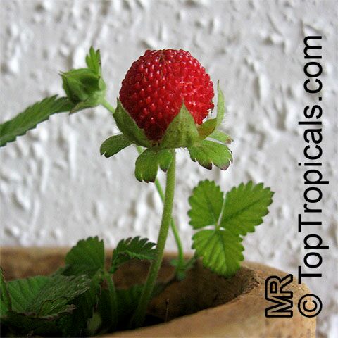 Duchesnea indica, Fragaria indica, Potentilla indica, Indian Strawberry, Mock Strawberry