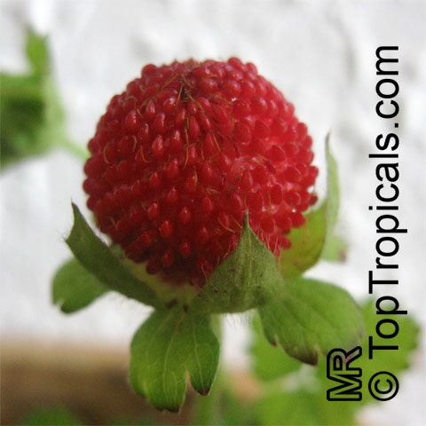 Duchesnea indica, Fragaria indica, Potentilla indica, Indian Strawberry, Mock Strawberry
