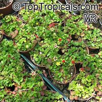 Duchesnea indica, Fragaria indica, Potentilla indica, Indian Strawberry, Mock Strawberry

Click to see full-size image