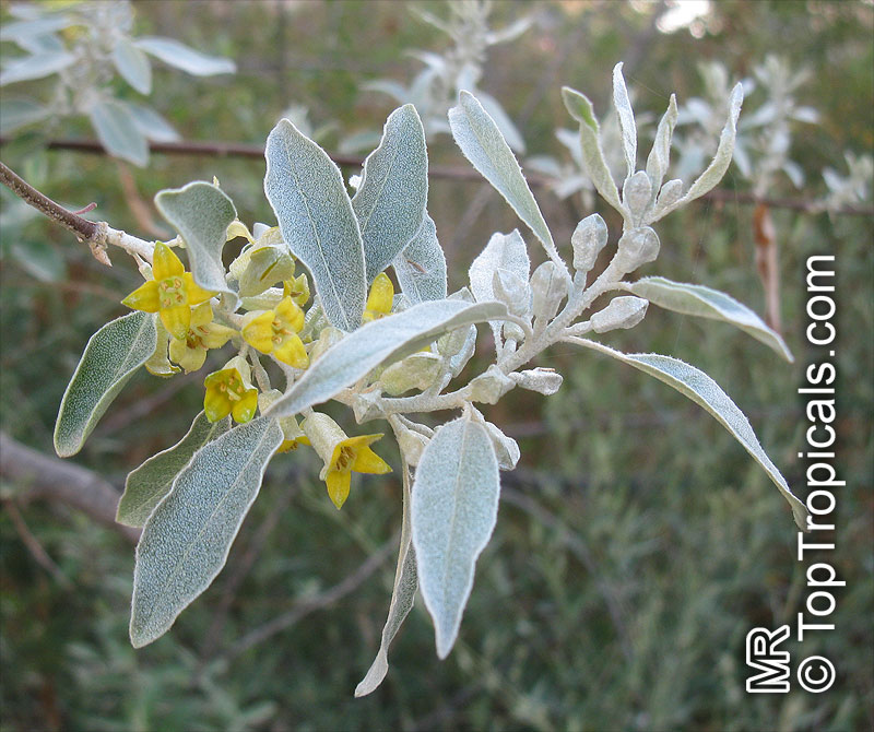 Elaeagnus angustifolia, Russian Silverberry, Oleaster, Russian Olive
