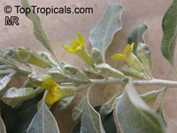 Elaeagnus angustifolia, Russian Silverberry, Oleaster, Russian Olive

Click to see full-size image