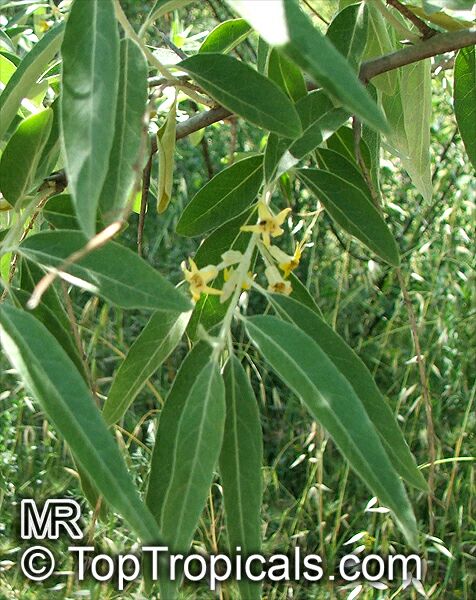 Elaeagnus angustifolia, Russian Silverberry, Oleaster, Russian Olive