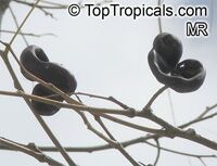 Enterolobium contortisiliquum, Mimosa contortisiliqua, Orelha-de-macaco, Earpod Tree

Click to see full-size image