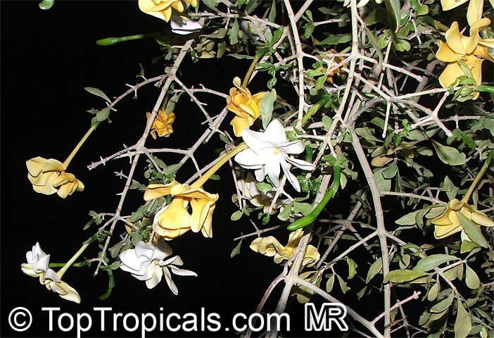 Gardenia volkensii, Transvaal Gardenia, Bushveld Gardenia