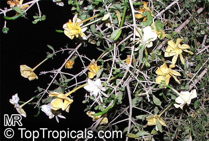 Gardenia volkensii, Transvaal Gardenia, Bushveld Gardenia