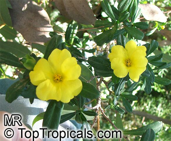 Hibbertia sp., Guinea Flower