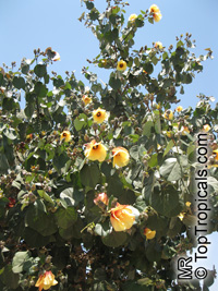 Hibiscus tiliaceus, Talipariti tiliaceum, Mahoe