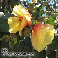 Hibiscus tiliaceus, Talipariti tiliaceum, Mahoe

Click to see full-size image