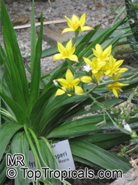 Hypoxis hemerocallidea, Hypoxis rooperii, Yellow Stars, Star Lily, African Potato

Click to see full-size image