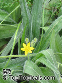 Hypoxis villosa, Golden Winter Star

Click to see full-size image
