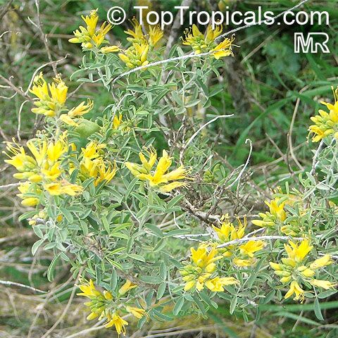 Cleome isomeris, Isomeris arborea, Bladderpod Spiderflower, Burro Fat