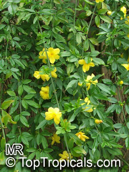 Jasminum mesnyi, Jasminum primulinum, Japanese Jasmine, Primrose Jasmine