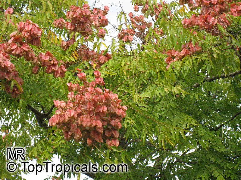 Koelreuteria bipinnata, Chinese Flame Tree, Chinese Golden Rain Tree