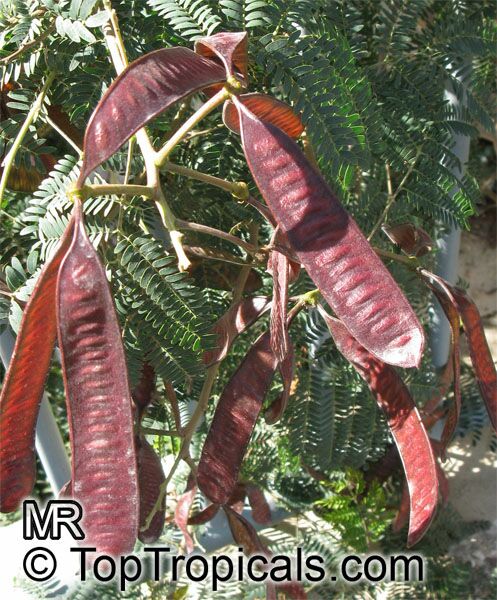Leucaena leucocephala, Leucaena glauca, Mimosa leucocephala, Acacia leucocephala, Wild Tamarind, Lead Tree