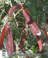 Leucaena leucocephala, Leucaena glauca, Mimosa leucocephala, Acacia leucocephala, Wild Tamarind, Lead Tree

Click to see full-size image
