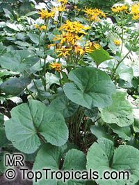 Ligularia sp., Leopard Plant. Ligularia dentata