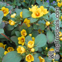 Lysimachia sp., Golden Globe

Click to see full-size image