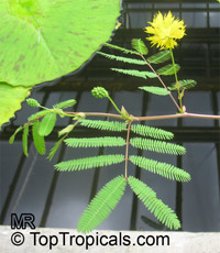 Neptunia oleracea, Water Mimosa

Click to see full-size image