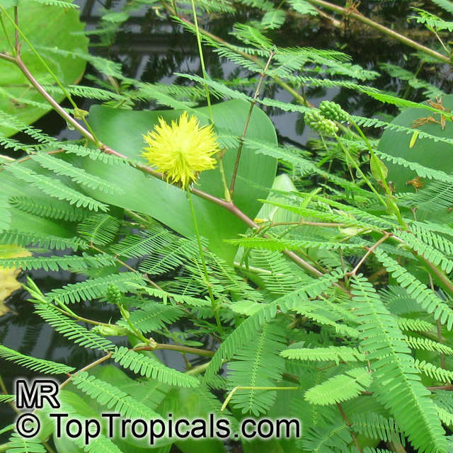 Neptunia oleracea, Water Mimosa