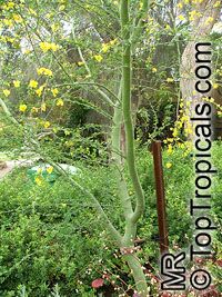 Parkinsonia praecox, Cercidium praecox, Palo Brea

Click to see full-size image