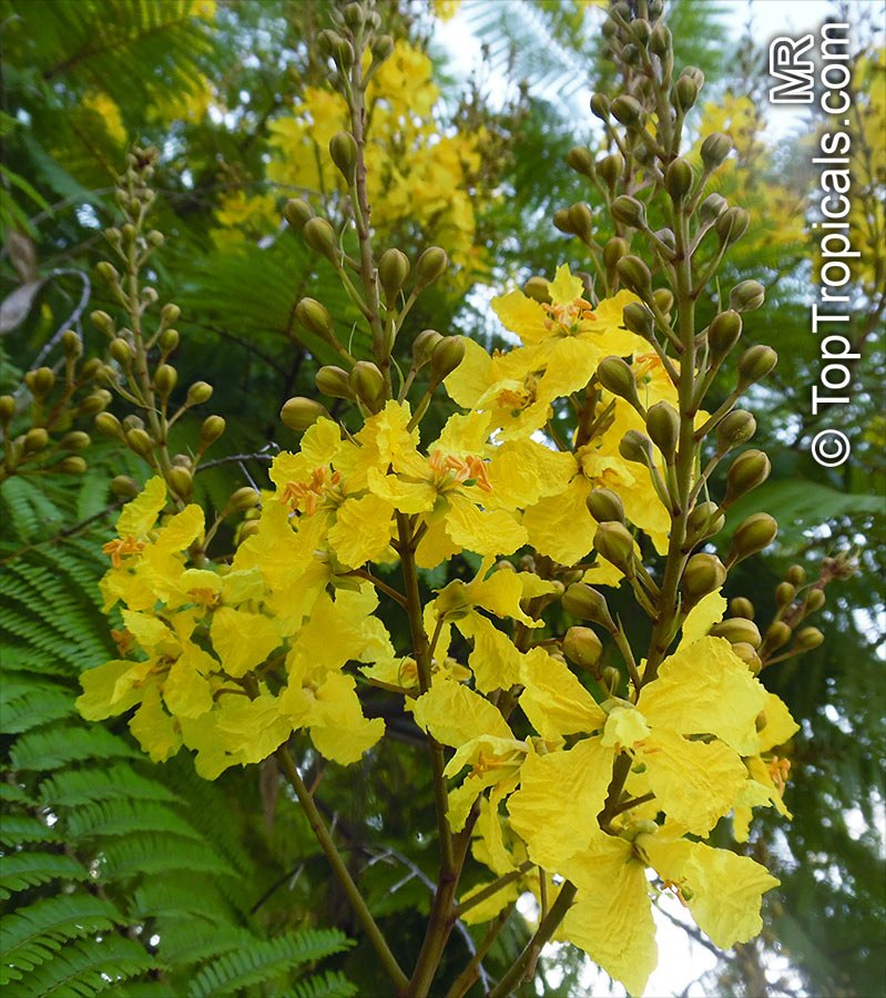 Peltophorum dubium - Yellow Poinciana - seeds