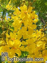 Peltophorum dubium, Yellow Poinciana

Click to see full-size image