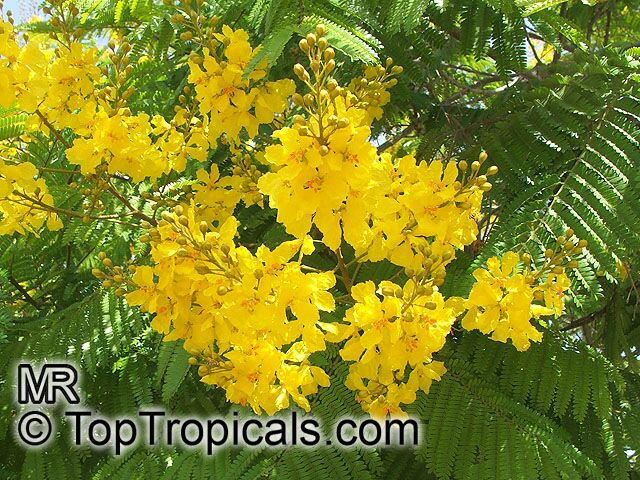 Peltophorum dubium - Yellow Poinciana - seeds