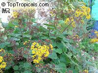 Roldana petasitis, Senecio petasitis, Velvet Groundsel, California Geranium

Click to see full-size image